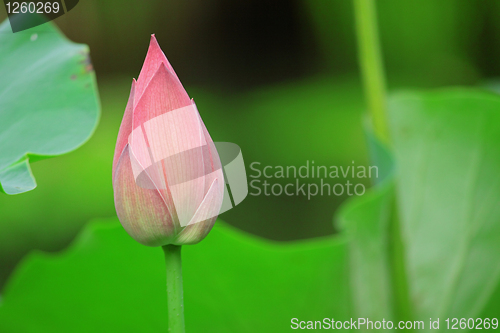 Image of Hindu Lotus 