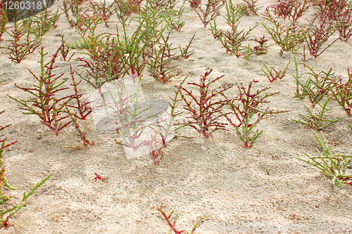 Image of Plants group of saltwort