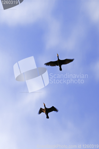 Image of Waterbirds are flying