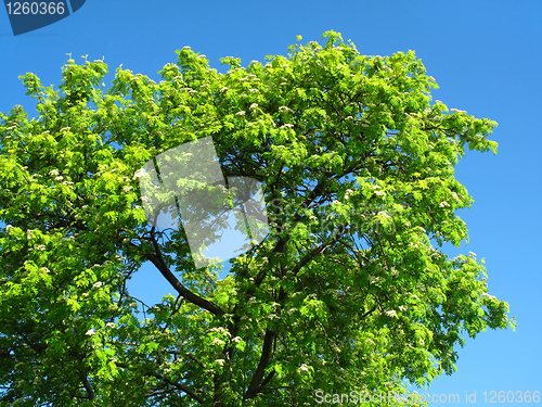 Image of green tree on a blue sky background