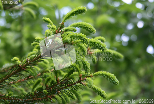 Image of fur tree branche