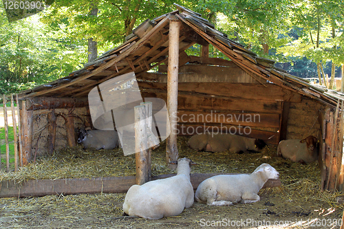 Image of sheep in a sheepfold