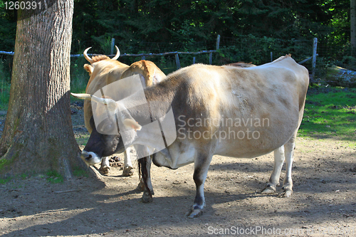 Image of cows