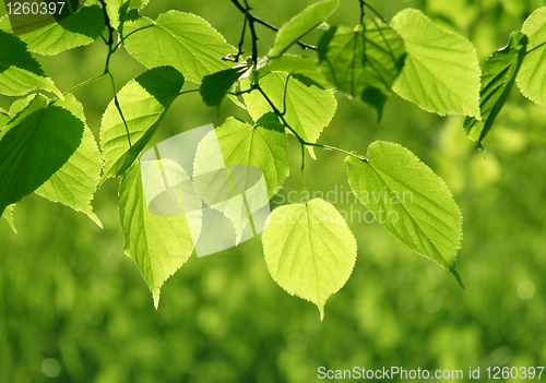 Image of green leaves glowing in sunlight