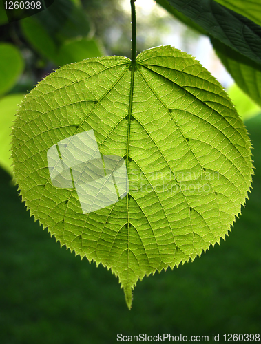 Image of green leaf