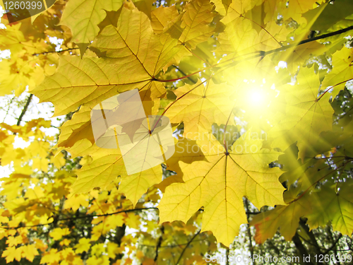 Image of autumn leaves of maple tree and sunlight