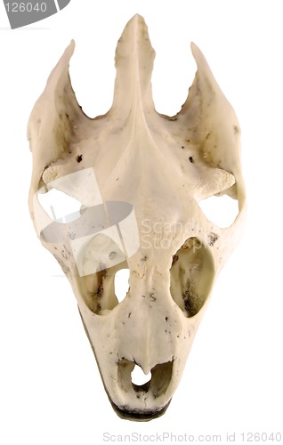 Image of Turtle skull-clipping path