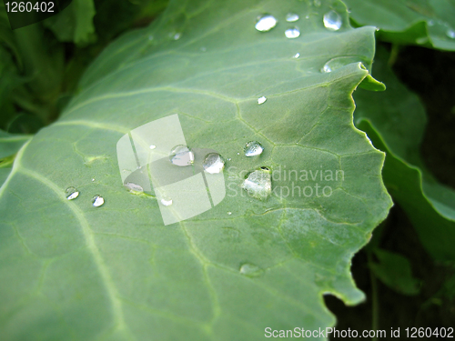 Image of leaf with rain drops
