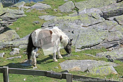 Image of small horse