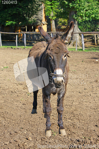 Image of donkey in a field