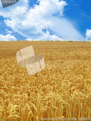 Image of grain field