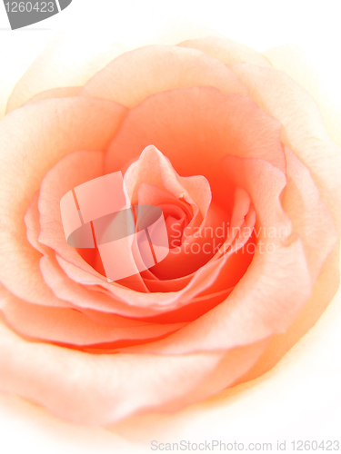 Image of delicate pink rose