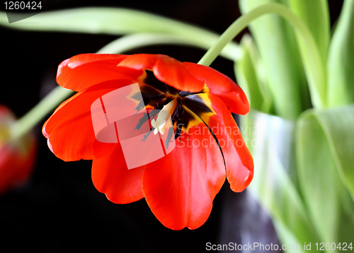 Image of beautiful red tulip