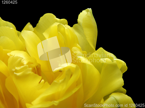 Image of yellow tulip close up