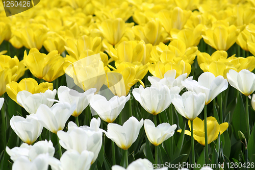 Image of tulips background