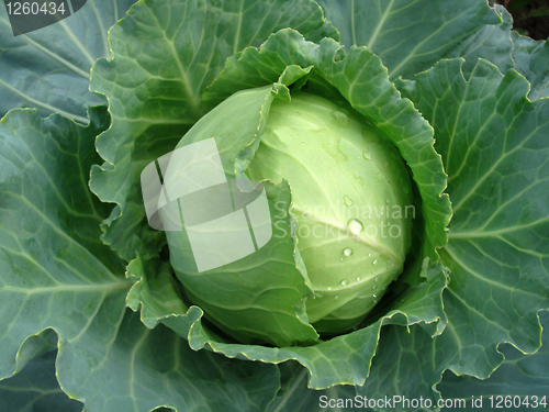 Image of head of cabbage