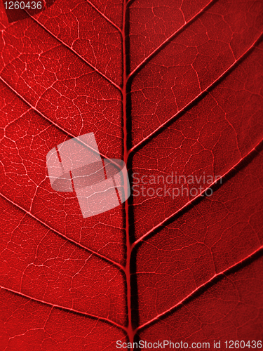 Image of red leaf texture       