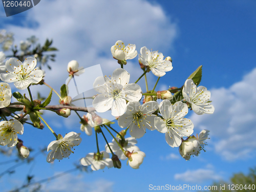 Image of branch of a blossoming tree