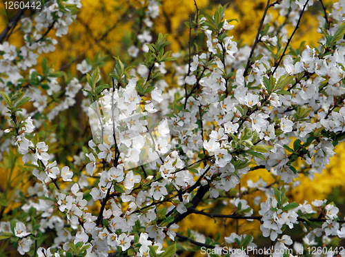 Image of branch with white flowers