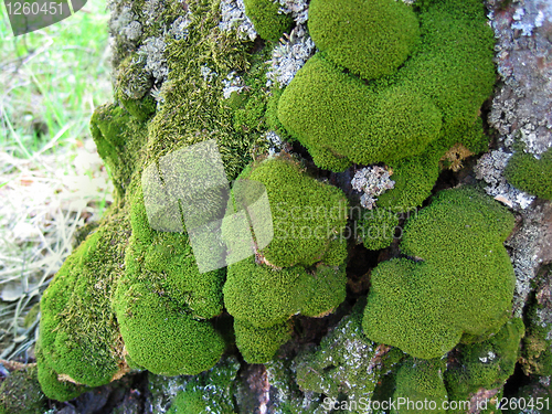 Image of moss on trunk of old tree