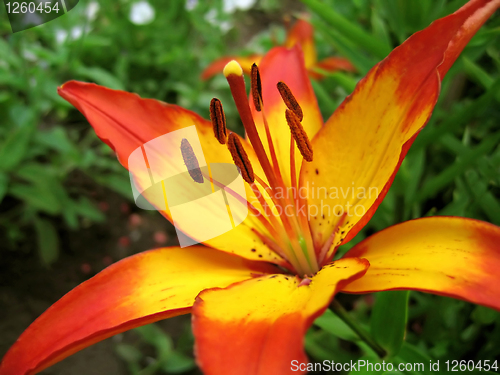 Image of yellow and red lily flower