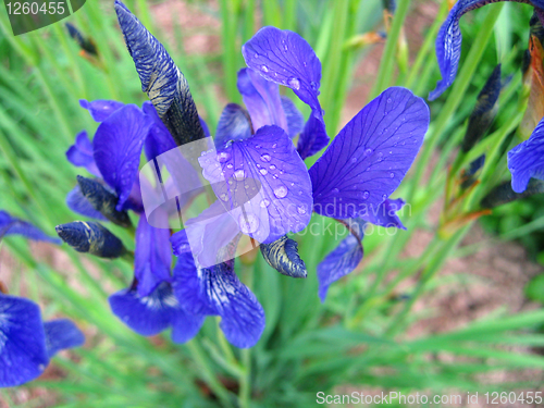 Image of iris flower with water drops 