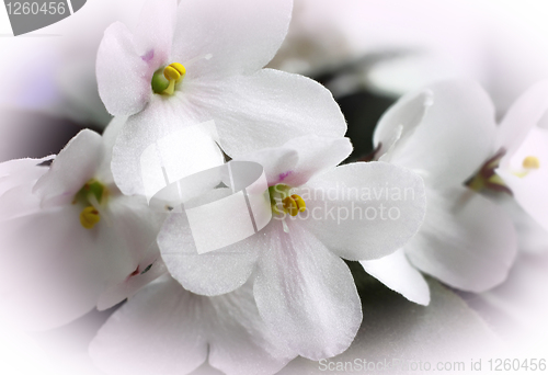 Image of violet flowers