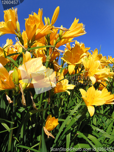 Image of yellow flowers 