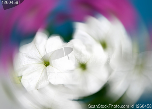 Image of petunia flowers abstract background