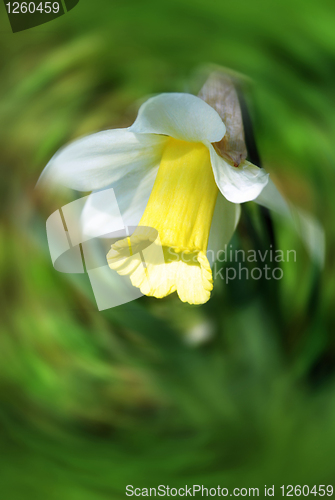 Image of beautiful Daffodils (Narcissus)