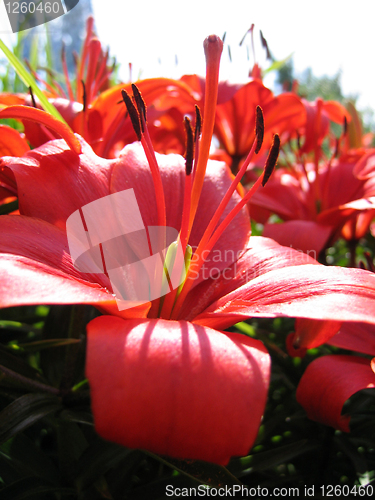 Image of beautiful red lily