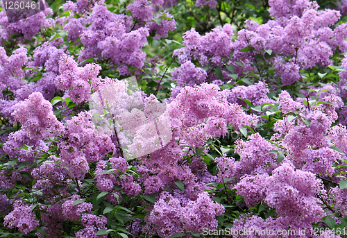 Image of blossoming lilac