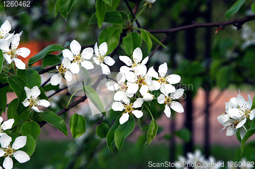 Image of branch of a blossoming tree