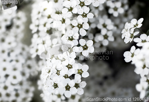 Image of closeup of beautiful white flowers