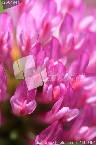 Image of Macro of pink Trifolium flower, blurred