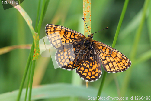 Image of Mellicta athalia (Heath Fritillary) sitting on grass