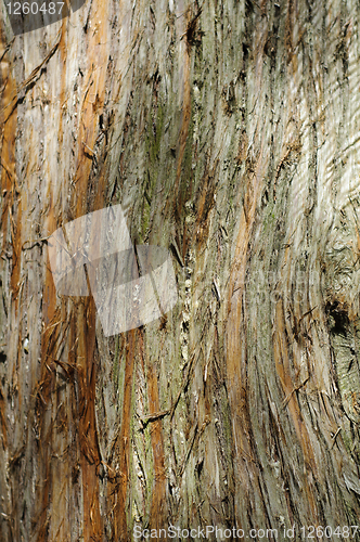 Image of Tree bark texture