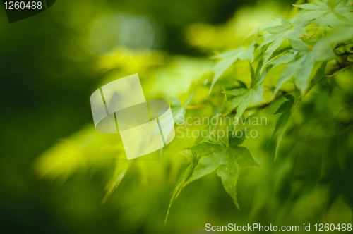 Image of Japanese maple tree leaves background
