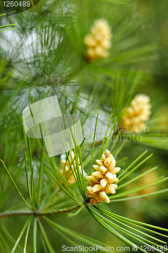 Image of Young pine cones