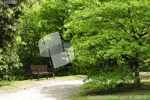 Image of Empty bench in the park