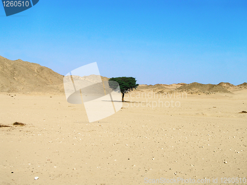Image of lonely tree in desert
