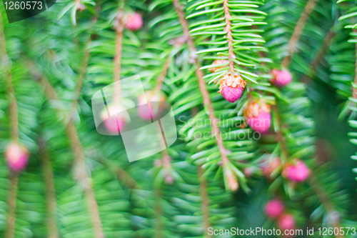 Image of Blossoming fur-tree