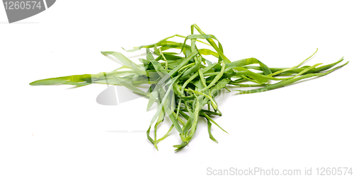 Image of Bunch Of A Grass 5
