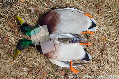 Image of Anas platyrhynchos .Trophies on hunting.