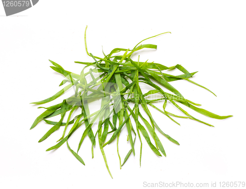 Image of Bunch Of A Grass 6