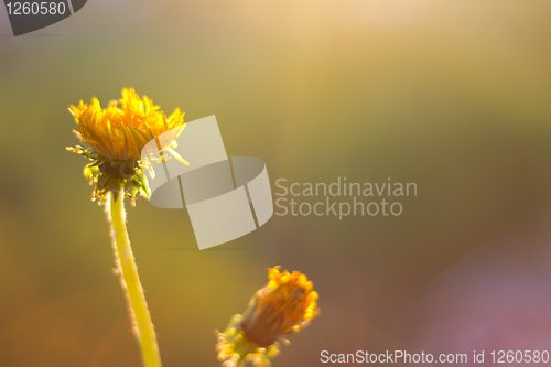 Image of Summer, the sun, flowers 3