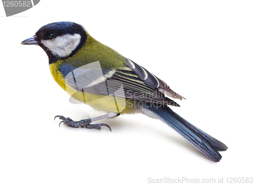 Image of Titmouse 8