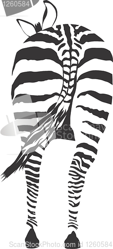 Image of Zebra from behind