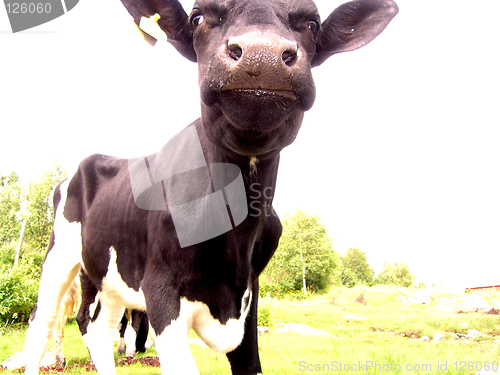 Image of Cow