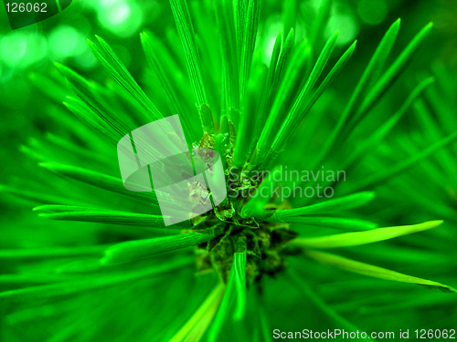 Image of Green